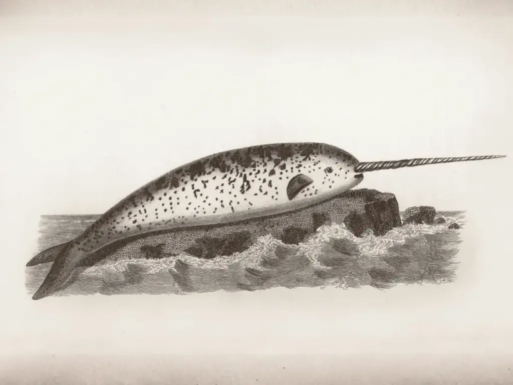 The 2026 Music Tectonics “Swimming with Narwhals” Startup Competition: Semi-Finalists Revealed