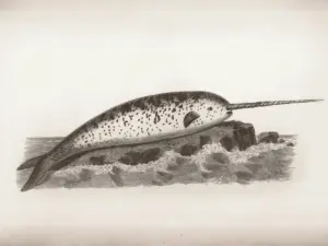 The 2026 Music Tectonics “Swimming with Narwhals” Startup Competition: Semi-Finalists Revealed