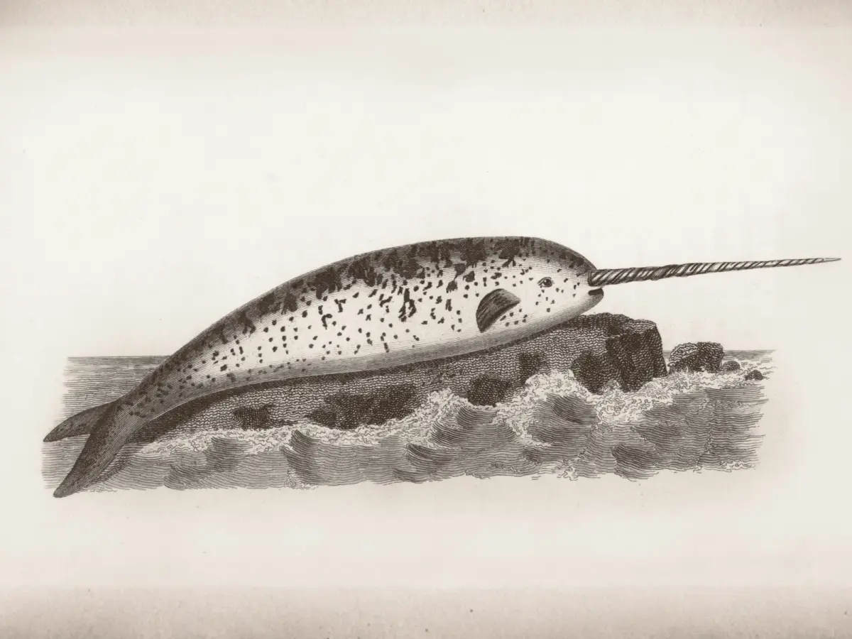 The 2026 Music Tectonics “Swimming with Narwhals” Startup Competition: Semi-Finalists Revealed